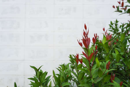 Christina leaves with white wall background, copy space. or Australian Rose Apple, Brush Cherry Plant or Syzygium Australe. の写真素材