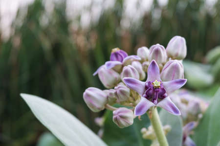 Calotropis gigantea or Purple Crown flower with green reeds background.の写真素材