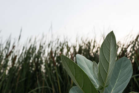 Leaves Calotropis gigantea or Purple Crown flower with green reeds background.の写真素材