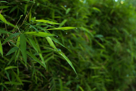 Bamboo leaves background and water drop on it with copy space.の写真素材