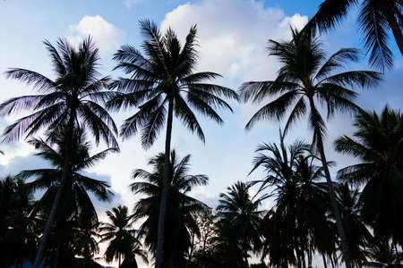 Silhouette of coconut palm trees against with blue sky and white clound at tropical sunset. Nature background.の写真素材