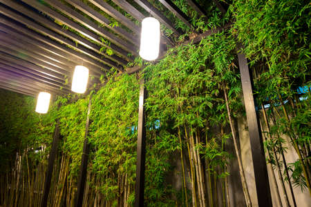 Decorative lighting inside tropical bamboo garden at night.の写真素材
