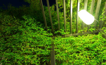 Decorative lighting inside tropical bamboo garden at night.の写真素材