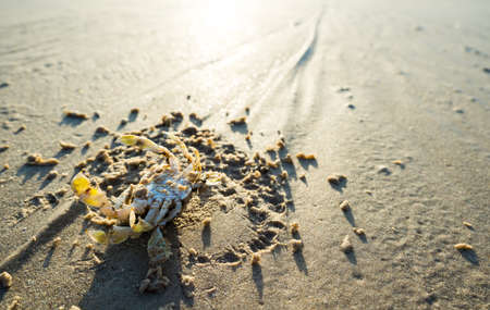 Crap laying on beach, trying to find a way to survival and escape from the dead due to lack of water.の写真素材