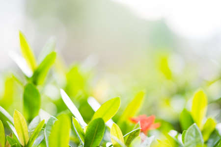 Nature green background from leaf in garden at summer season. Sunlight shines on leaves in fresh morning with copy space.の写真素材
