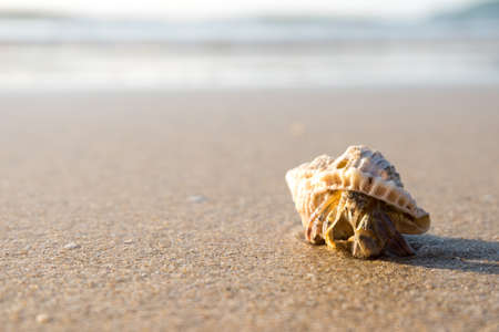 Hermit crab walking on tropical beach.の写真素材