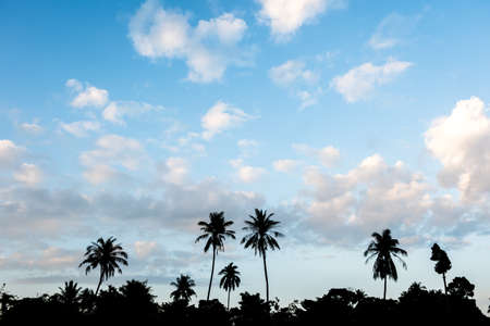 Silhouette of palm trees in beautiful blue sky and white fluffy clouds.の写真素材