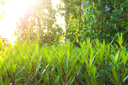 Spring and green nature background with green plants, tree in garden with beautiful sunrise in fresh morning. Summer landscape background under sunlight.の写真素材