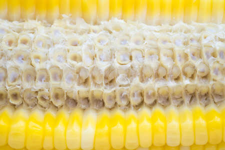 Close up eaten corn natural healthy food background.の写真素材