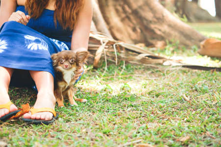 Young and happy woman sitting in park with cute chihuahua dog on green grass and big tree. Pet and people outdoor activity concept with copy space.の写真素材