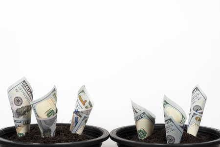 Planting US Dollars in black flower pot isolated on white background. Money tree growth up from...