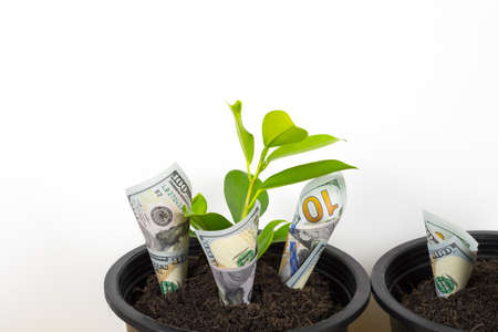 Planting US Dollars and plant in black flower pot isolated on white background. Money tree growth up from ground in concept of financial and investment.の写真素材