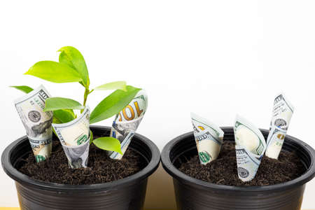 Planting US Dollars and plant in black flower pot isolated on white background. Money tree growth up from ground in concept of financial and investment.の写真素材