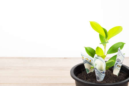 Planting US Dollars bills and tree in black flower pot isolated on white background. Money tree growth up from ground in concept of financial, money saving, interest and investment.の写真素材
