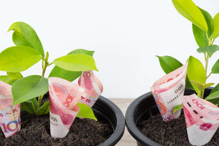 Planting Chinese yuan bills and tree in black flower pot isolated on white background. Money tree growth up from ground in concept of financial, money saving, interest and investment.の写真素材