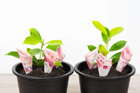 Planting Chinese yuan bills and tree in black flower pot isolated on white background. Money tree growth up from ground in concept of financial, money saving, interest and investment.の写真素材