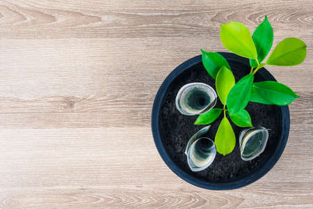One hundred US dollar bills and money tree growth up in black flower pot placed on wooden table with...