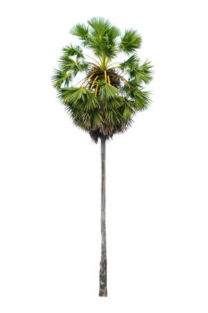 Sugar palm tree isolated on white background.の写真素材