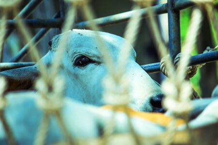 A cow's eye in a dump truckの写真素材