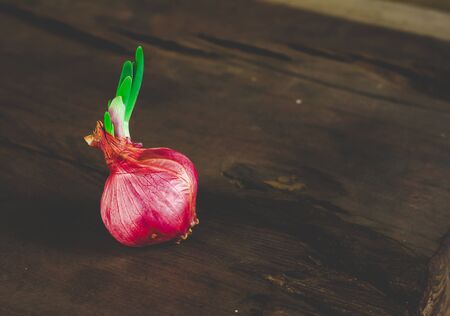 Shallots are growing.の写真素材