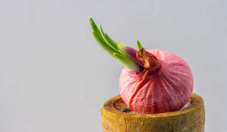 Shallots are growing.