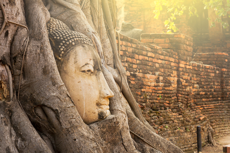 The head of the Buddha is in the root of the tree. Wat Mahathat Ayutthaya Province, Thailandの写真素材