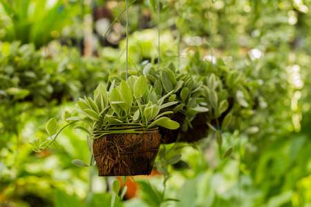 Asclepiadaceae in a beautiful gardenの写真素材