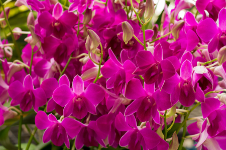 Many orchids in the flower shop.の写真素材