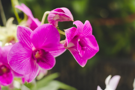 Blurry of purple orchid flowers.There is space for text input.の写真素材