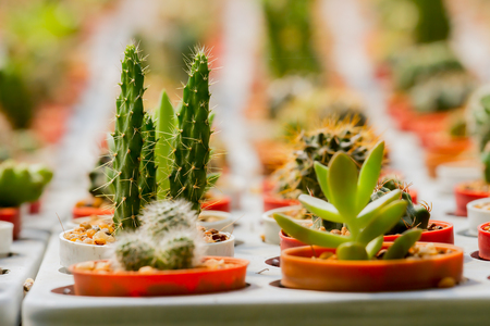 Cactus in many pots. Many kindsの写真素材