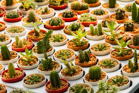 Cactus in many pots. Many kinds