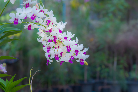 White Orchid - Purple , Background blurの写真素材