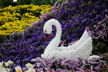 Swans, white flowers among colorful flowersの写真素材