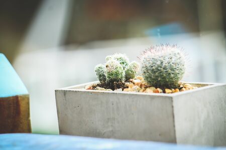 Green cactus blurred background