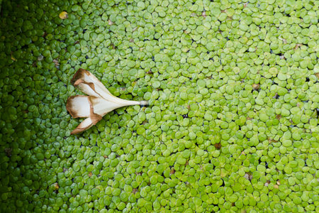 withered flowers on water weeds,Artistic Dark Wallpaper.の写真素材