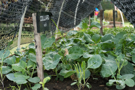 Vegetables grown on the farm are bright green and fresh. Kale Farm.