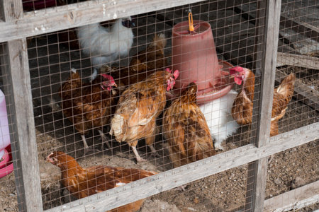 Chickens eating food in the chicken coop.の写真素材