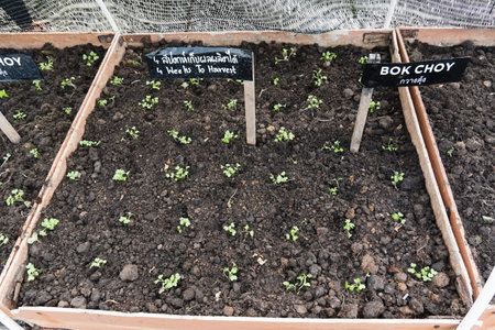 Cantonese seedlings in the vegetable plot Sample plot in a vegetable farmの写真素材