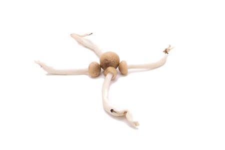 shimeji mushrooms brown varieties isolated on white background.の写真素材