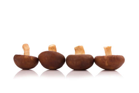 Shiitake Mushrooms isolated on the white background.の写真素材