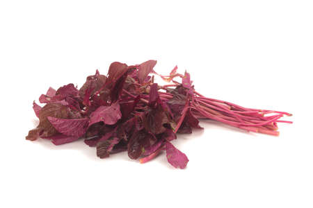 red amaranth on white background.の写真素材