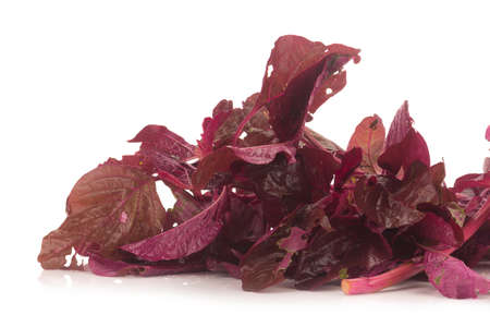 red amaranth on white background.の写真素材