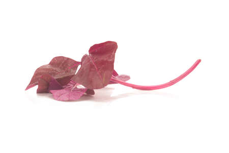 red amaranth on white background.の写真素材