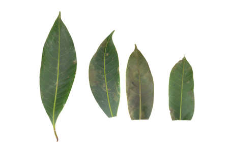 leaves. leaf. drity. rot. isolated on white background.の写真素材