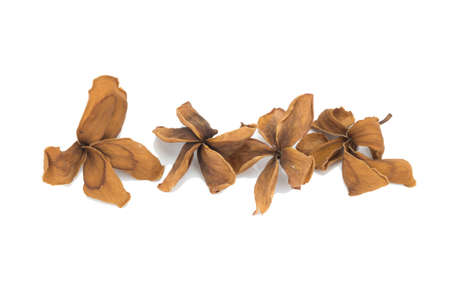 dry plumeria isolated on white background.の写真素材