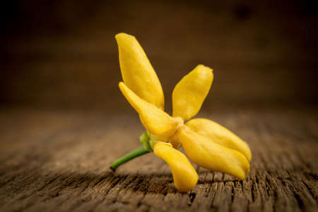 flower climbing ylang-ylang, climbing ilang-ilang, manorangini, hara-champa kantali champa on wooden.の写真素材