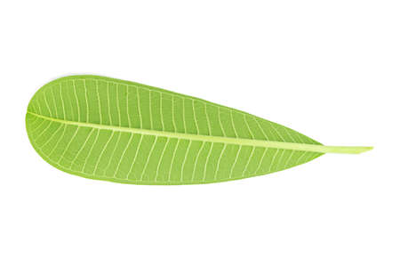 plumeria or frangipani leaf and flower, isolated on white background.の写真素材