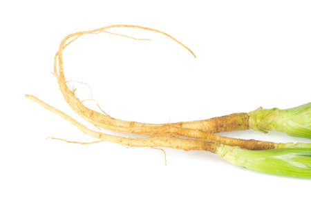 Dill with Roots Isolated on White Background. closeup roots.