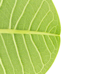 closeup leaves. leaf. isolated in white background.