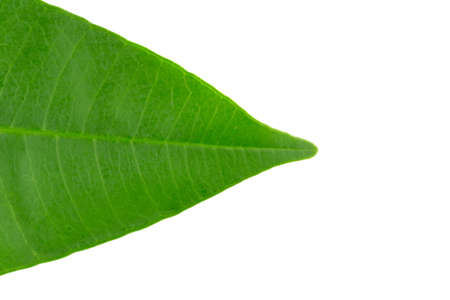 closeup leaves. leaf. isolated in white background.の写真素材
